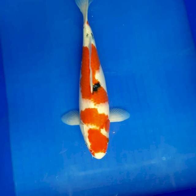 33cm Tategoi sanke Female
