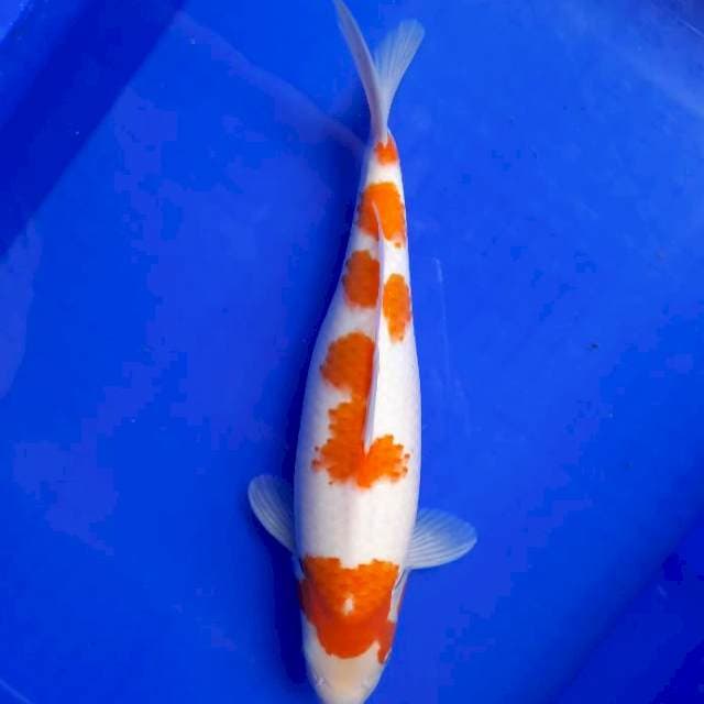 35cm sakura kohaku Female