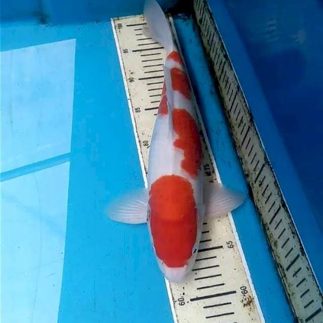 Kohaku 38cm