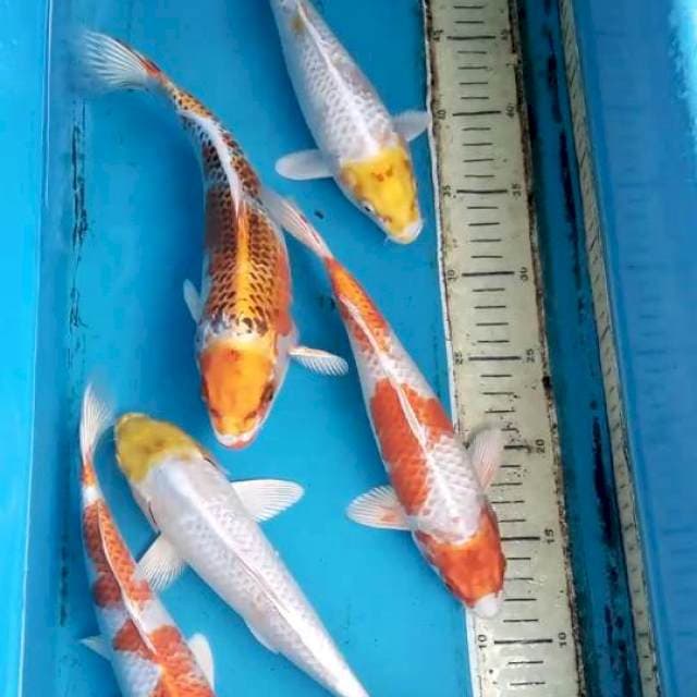 Paket 25-27cm 