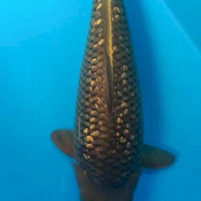 Chagoi super punuk super bulky