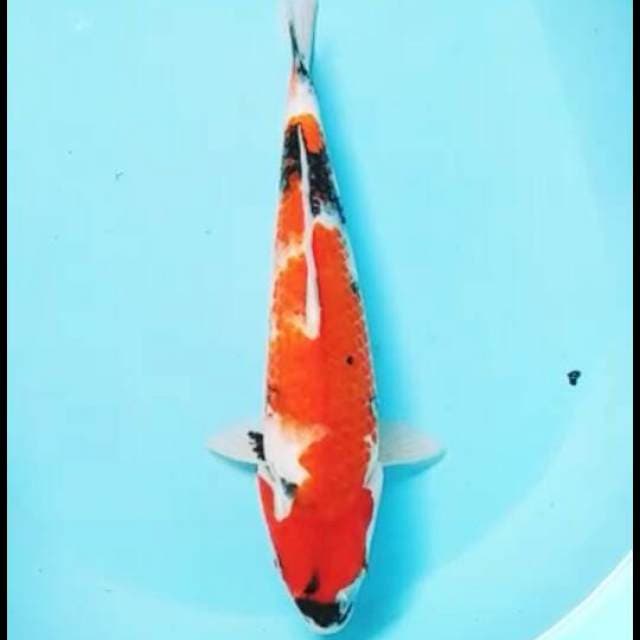 Showa 34cm