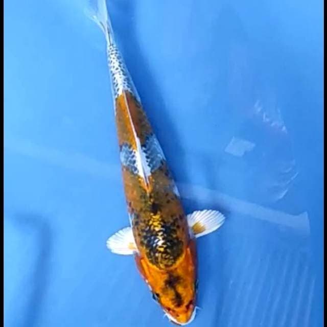 KUJAKU # 26CM