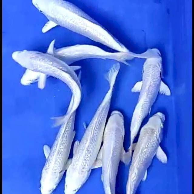 8 EKOR PLATINUM GINRIN # 19-22CM
