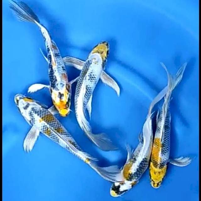 5 EKOR KIN SHOWA SLAYER # 25-26CM