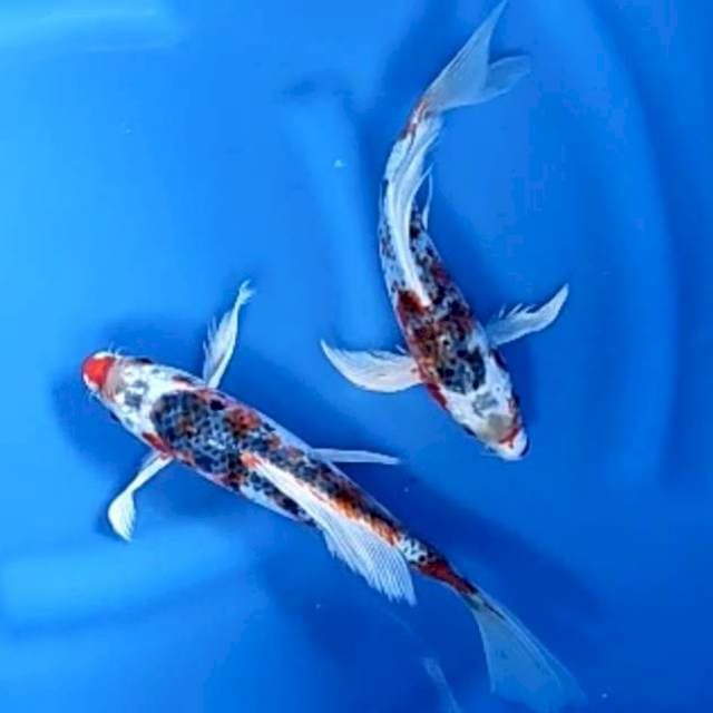 2 EKOR KUJAKU # 25-28CM