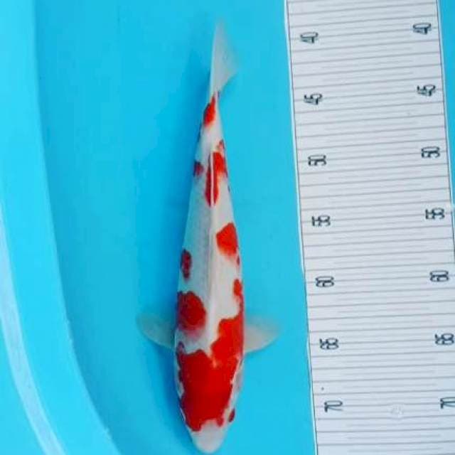 Yondan Kohaku 