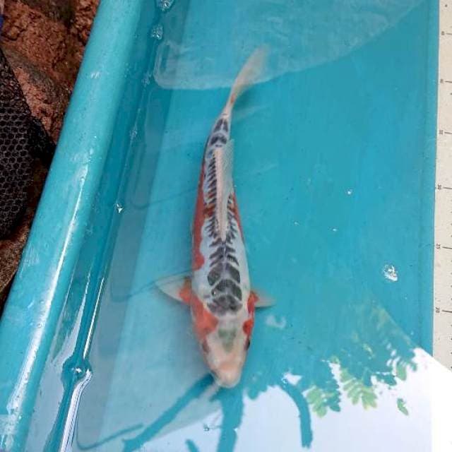 Shusui 23cm