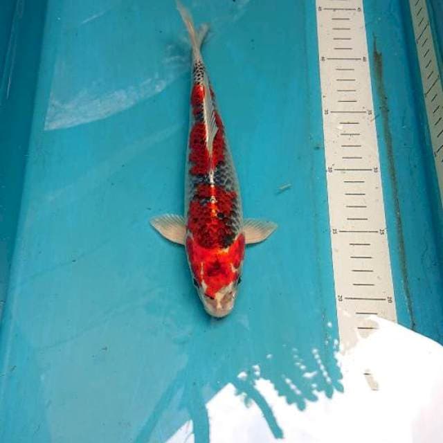 Beni Ginga 24cm