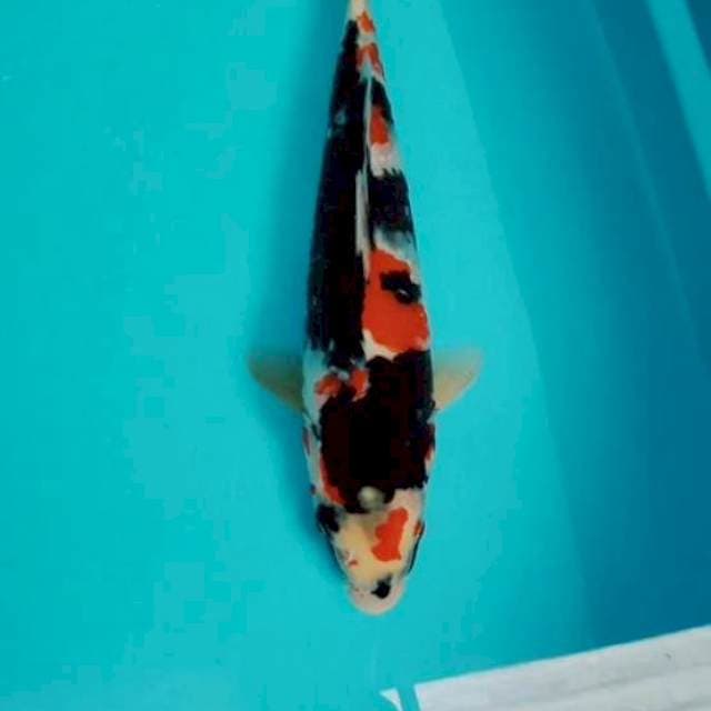 Showa sansoku 35cm