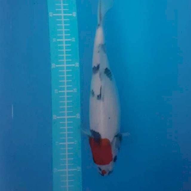Tancho sowa, 35 cm