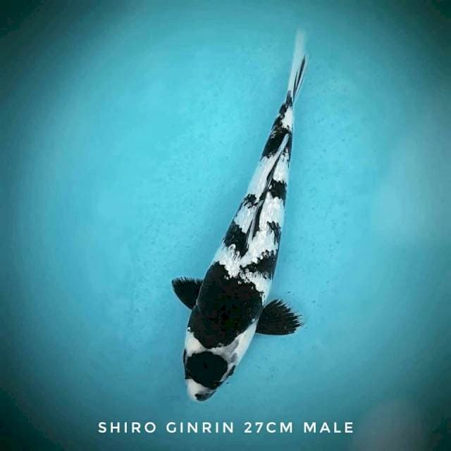 Shiro ginrin Show Quality (lelang sehari)