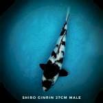 Shiro ginrin Show Quality (lelang sehari)