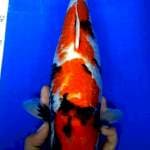 Showa 38 cm