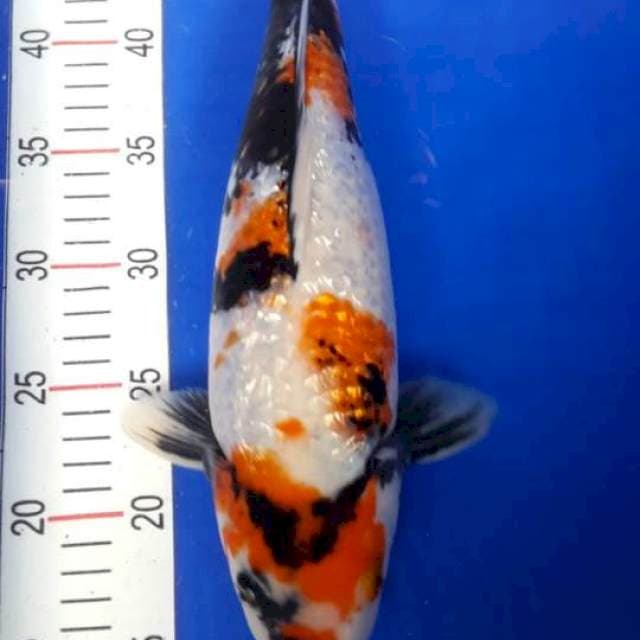 Showa ginrin 35 cm