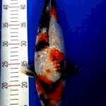 Showa ginrin 35 cm