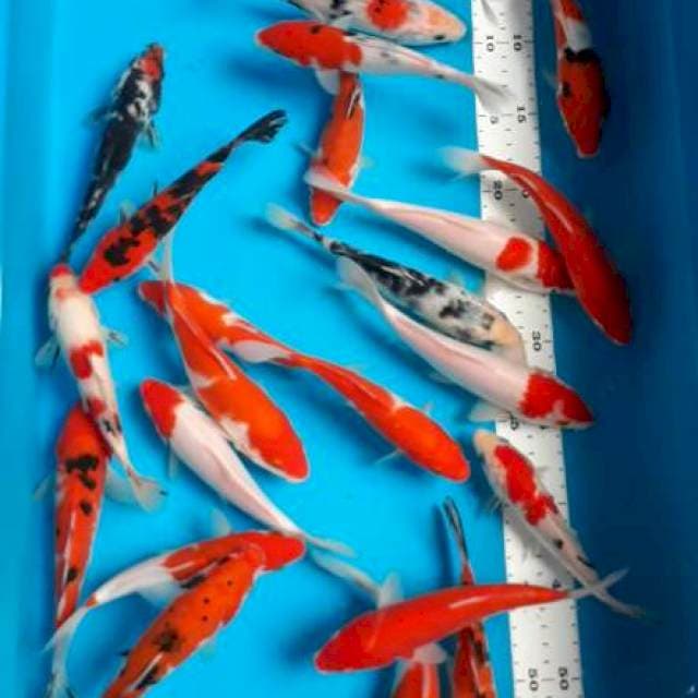 Mix 16-18cm