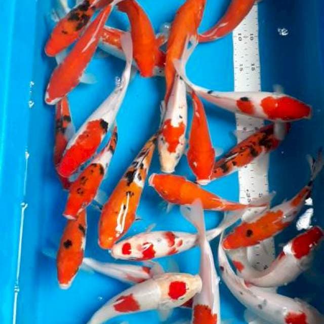Mix 21-24cm 25ekor