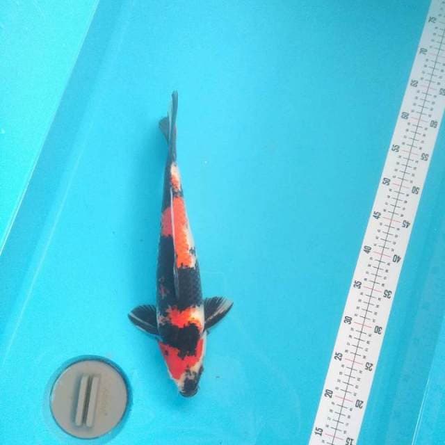 Showa Jos Original 37cm