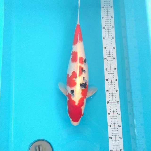 Sanke Jumbo F1 55cm