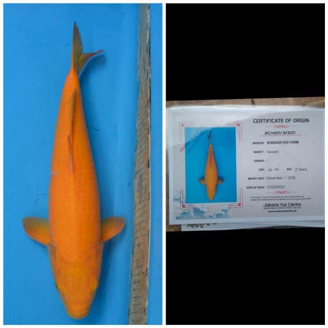 Ikarashi Jumbo Female Karashi