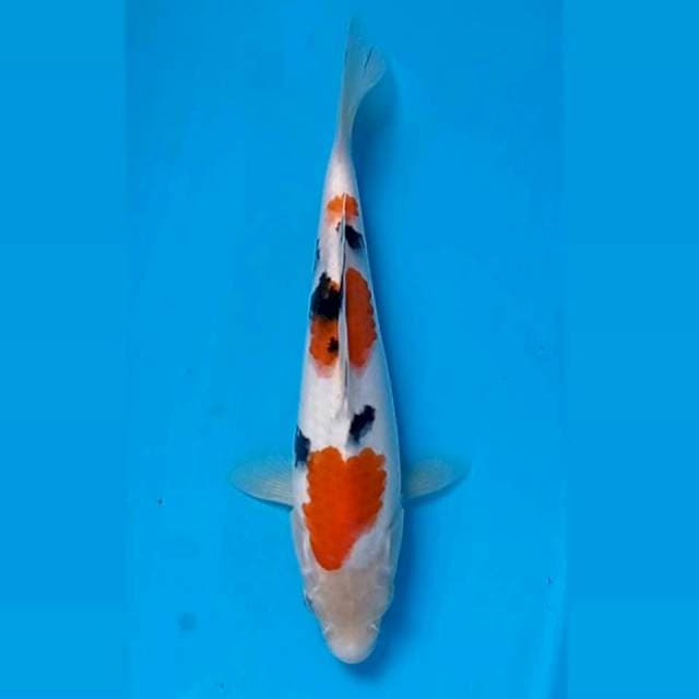Sanke, 20 cm
