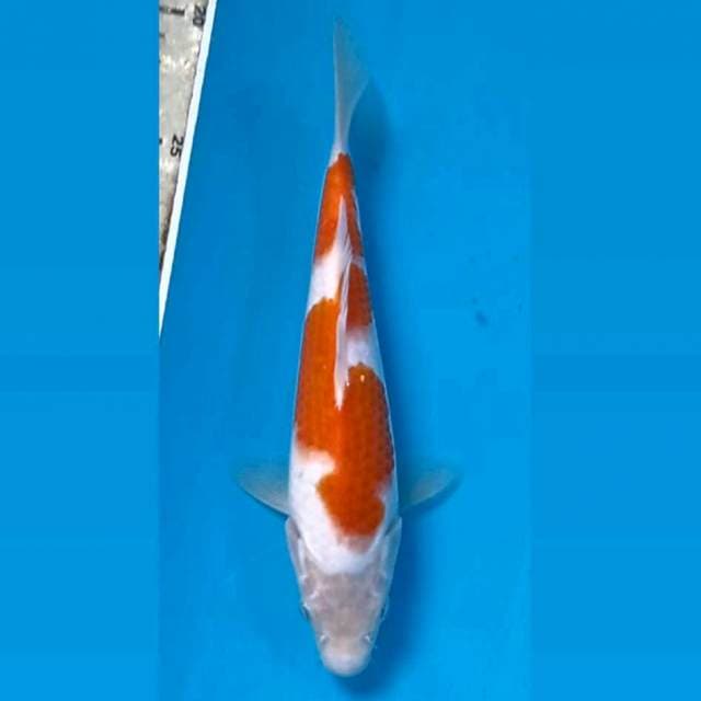 Kohaku, 22 cm