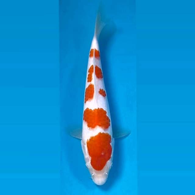 Kohaku, 20 cm