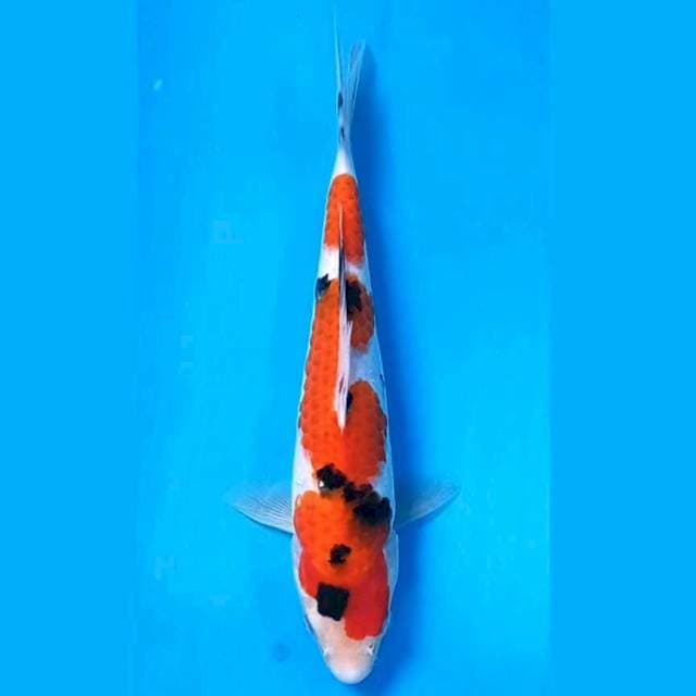Sanke, 22 cm