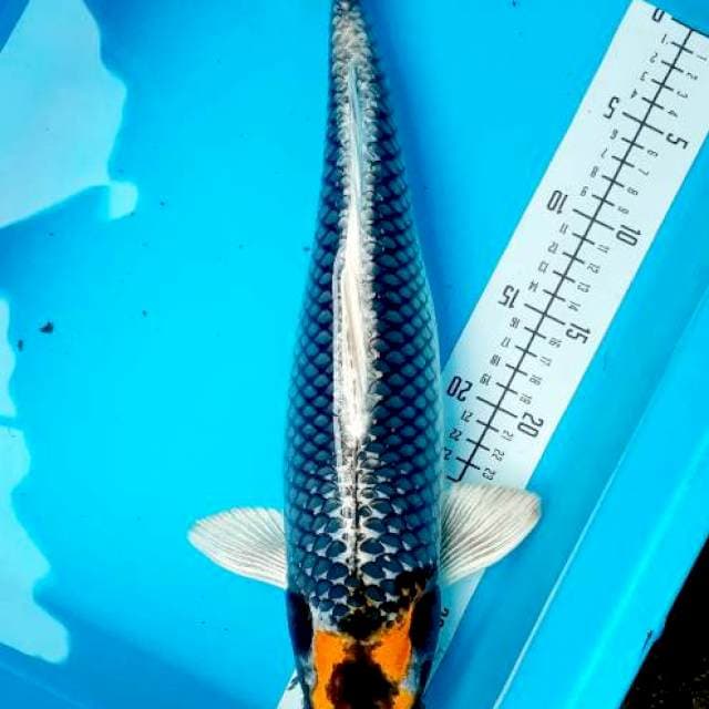 Kabuto 45cm