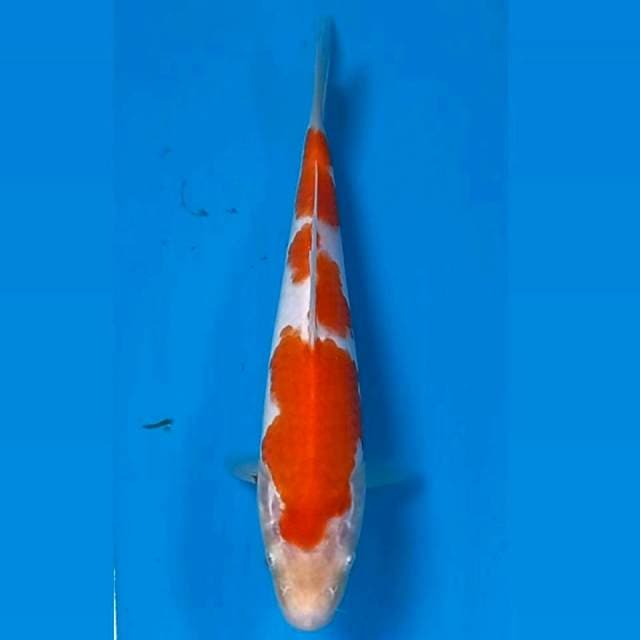 Kohaku, 18 cm