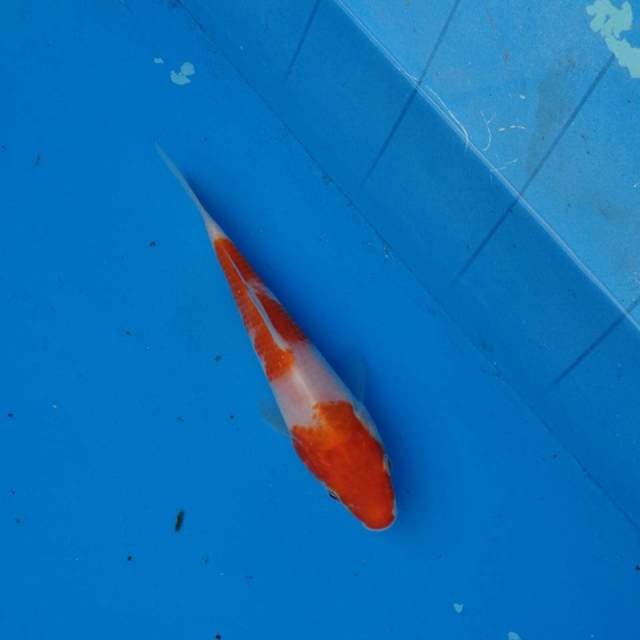 Kohaku F1
