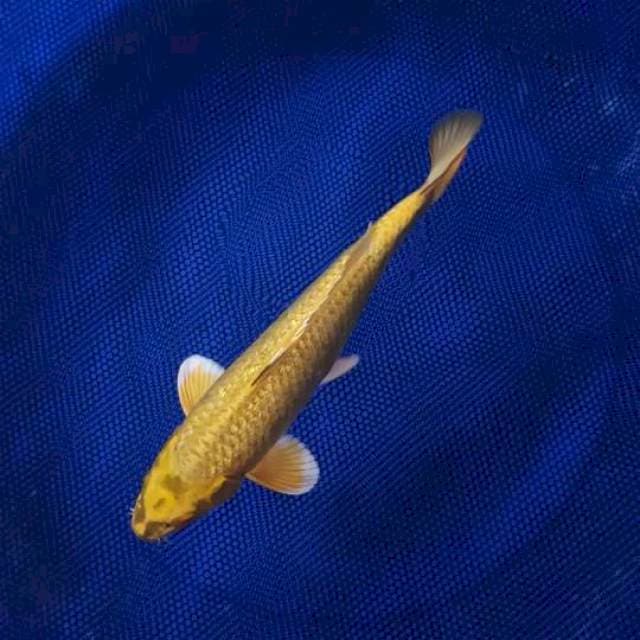YELLOW MUKASHI.GINRIN 30 CM MALE