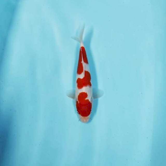 KOHAKU CEPLOK 3
