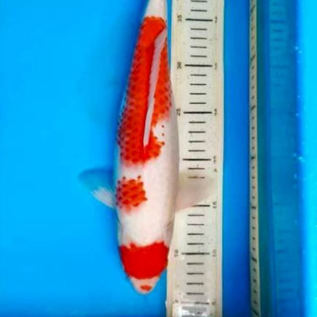 Kohaku Female ,39cm