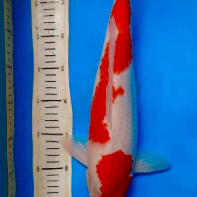 Kohaku Female ,43cm