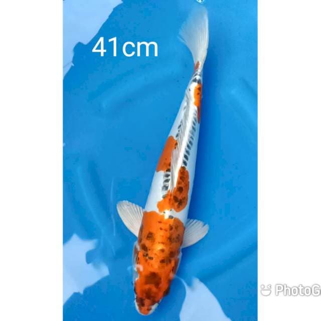 Kikokuryu 41cm