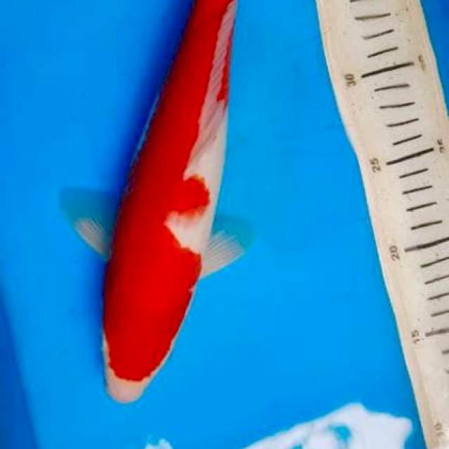 Kohaku male ,31cm