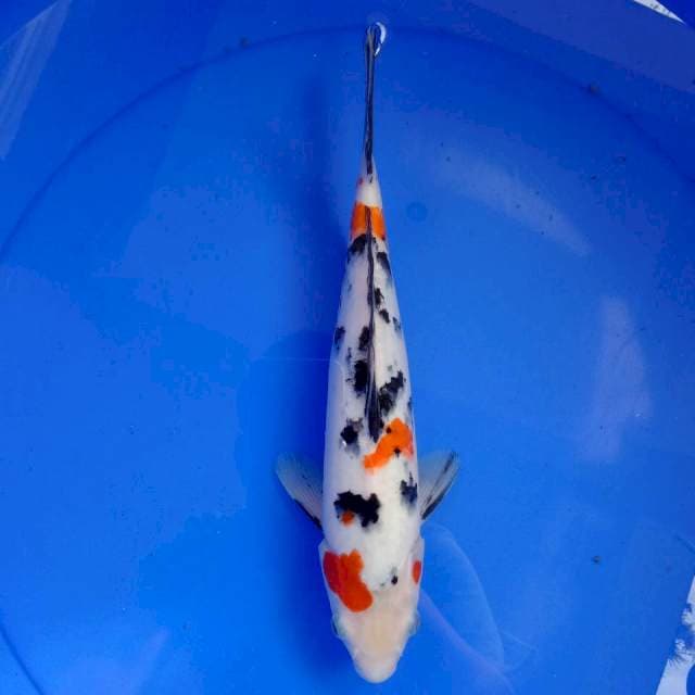 Sanke #30 cm