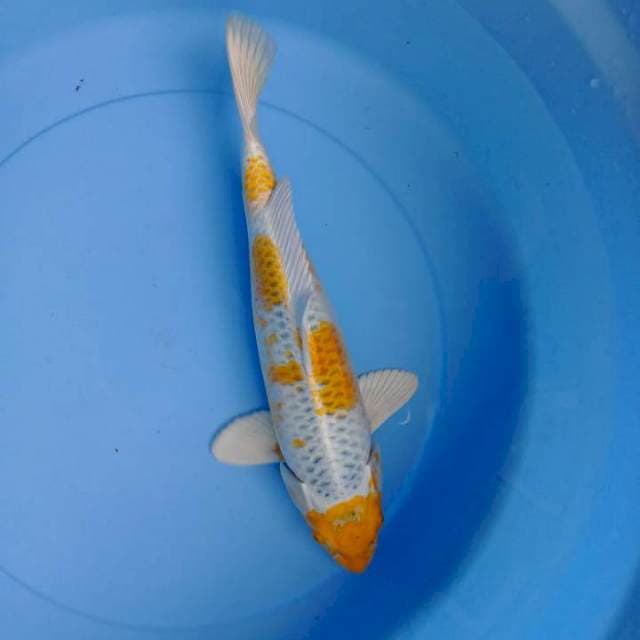 Hariwake