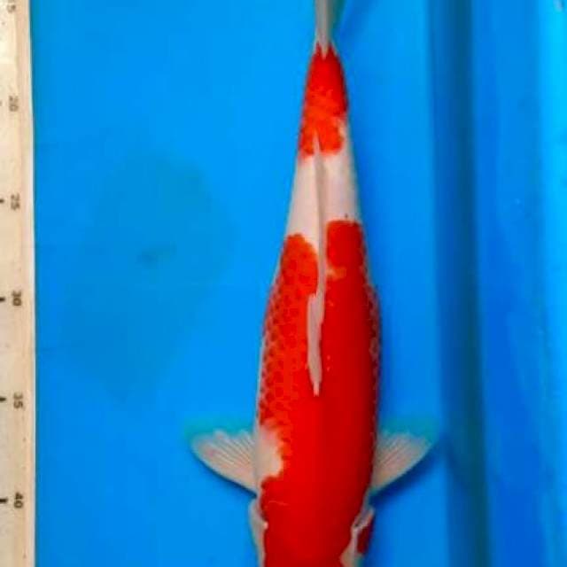 Kohaku female ,36cm