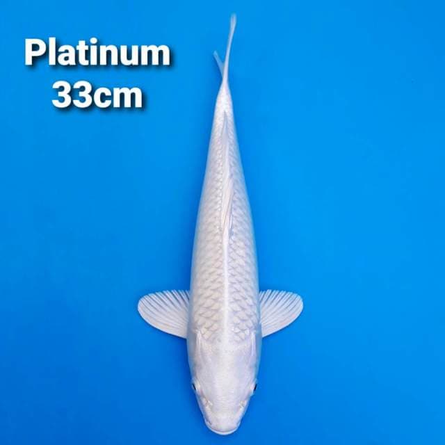 Platinum snow white 32cm