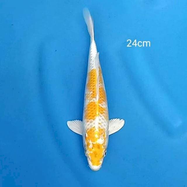 Hariwake original 24cm
