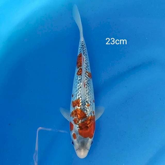 Goshiki ginrin 23cm