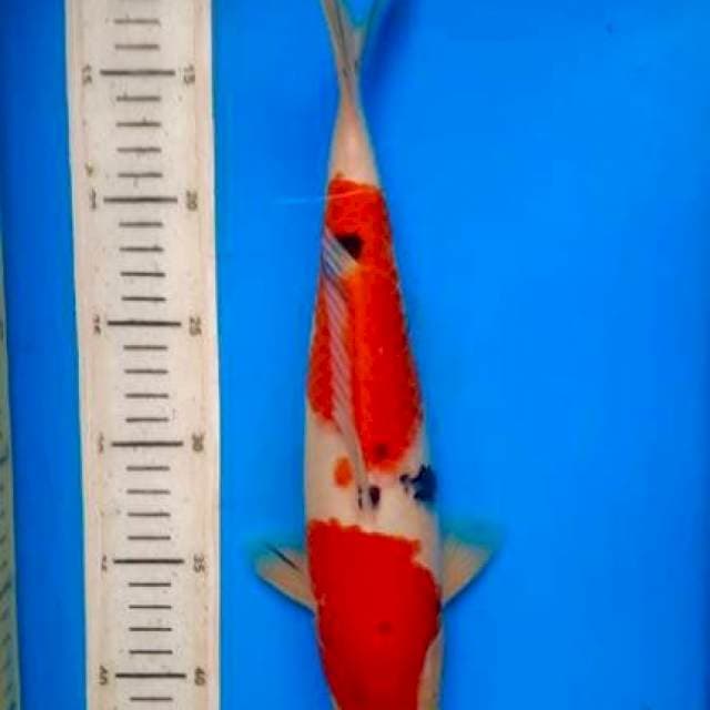 Sanke Male ,33cm