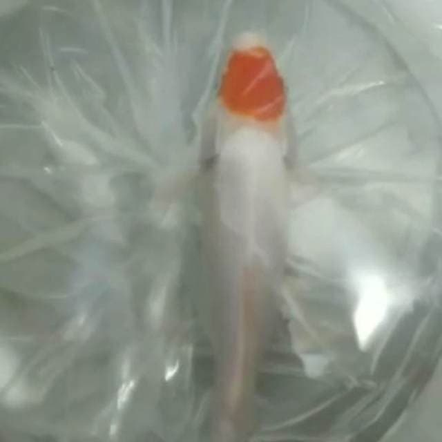 Tc kohaku 29cm