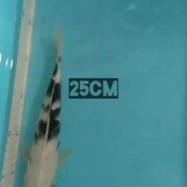 Siro 25cm