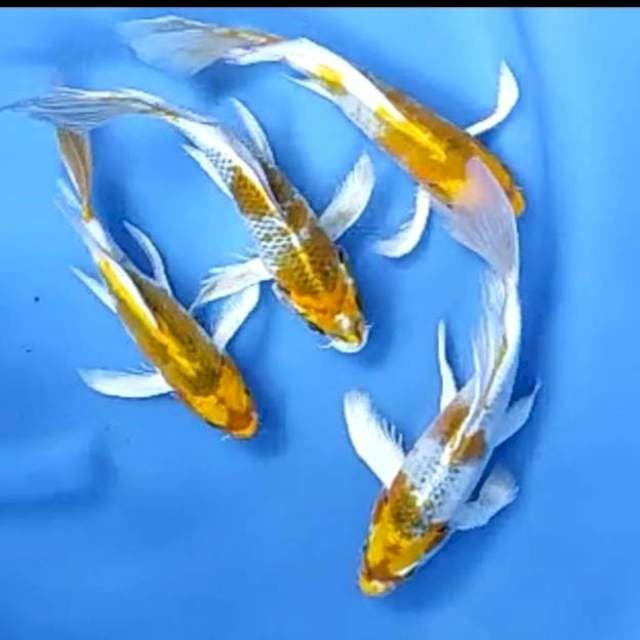 KUMPAY HIKARI # 21-25CM
