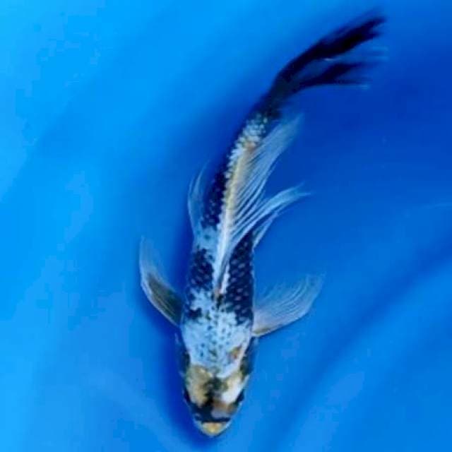 KUMPAY KAWARI # 30CM MALE
