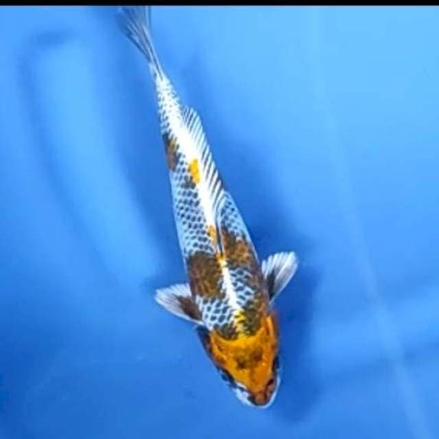 KUJAKU # 23CM MALE